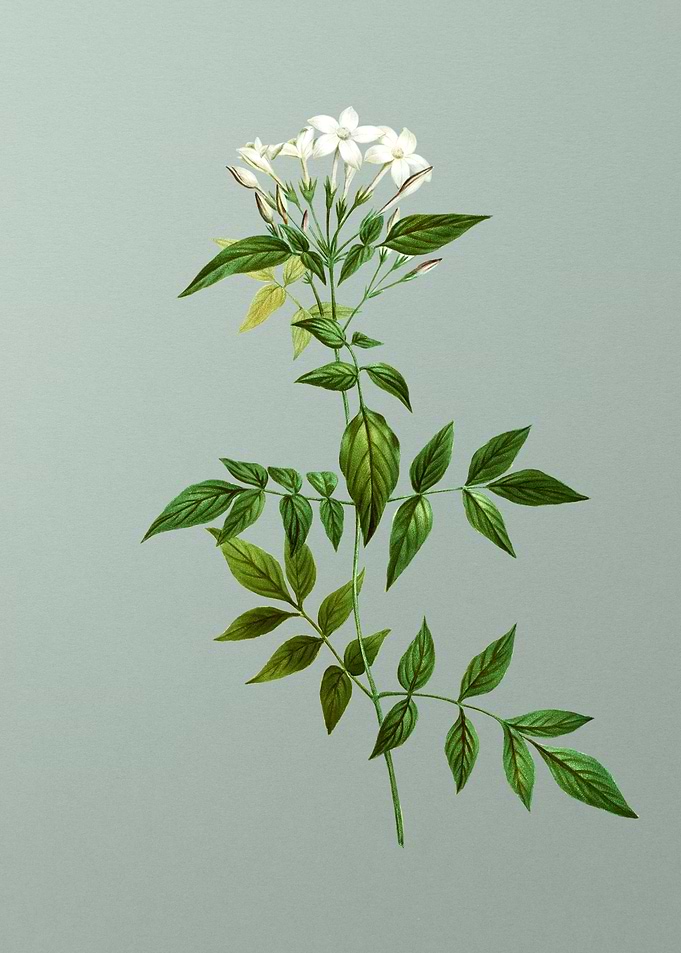 Antique Flower on Green