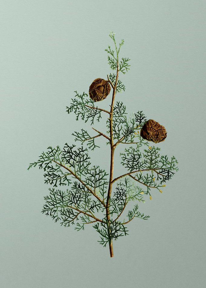 Classic Flower on Green