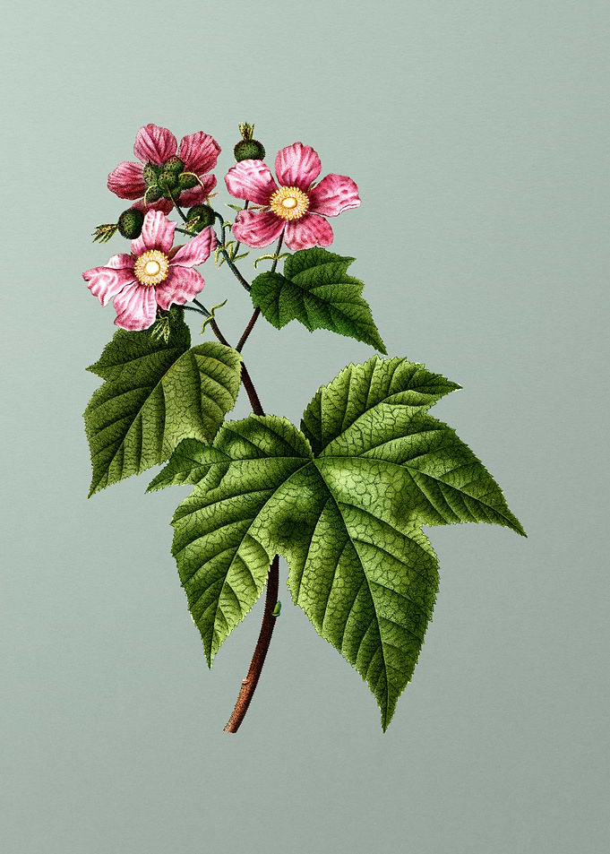 Botanical Drawing on Green
