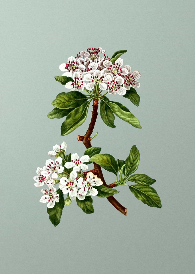 Vintage Botanical on Green