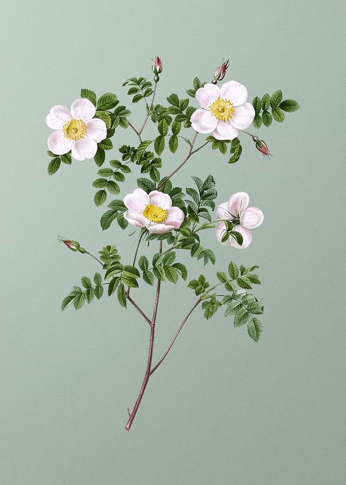 White Candolles Rose