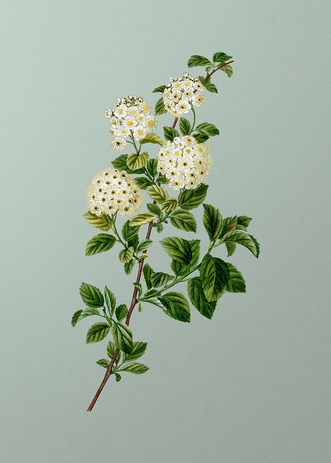 Antique Flower on Green