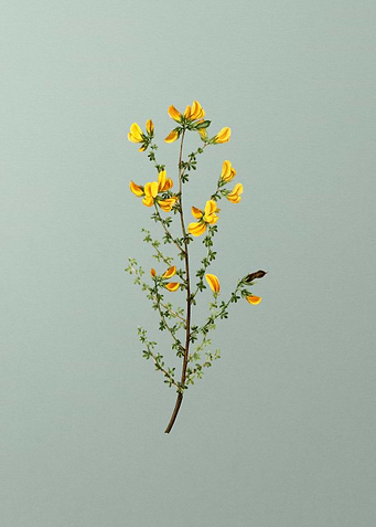Vintage Botanical on Green