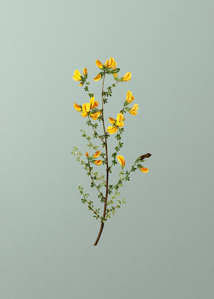 Vintage Botanical on Green