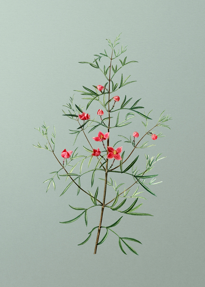 Antique Botanical on Green
