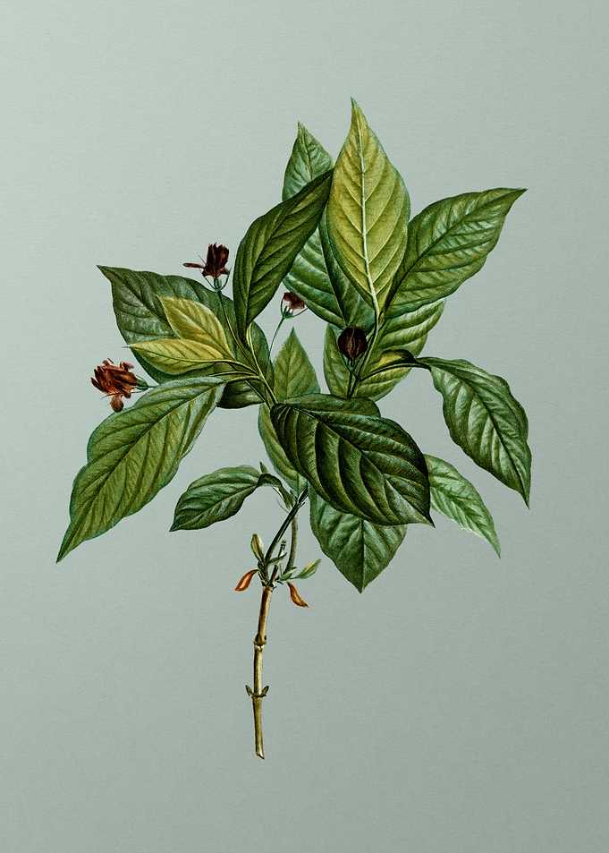Vintage Botanical on Green