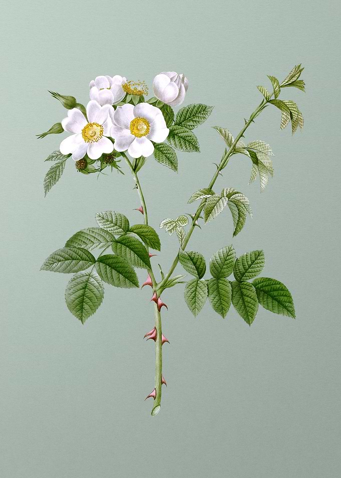 White Flowered Rose