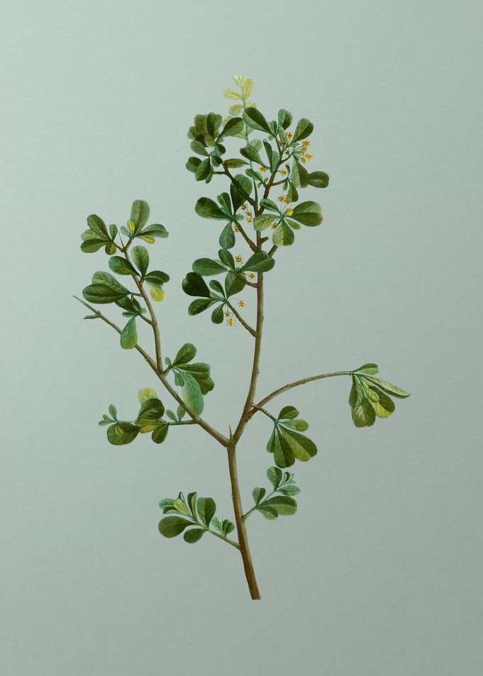 Vintage Flower on Green
