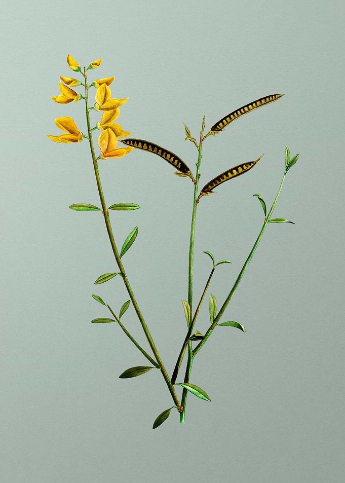 Floral Drawing on Green