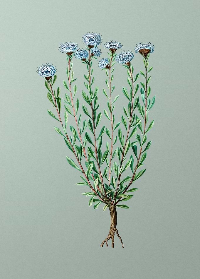 Antique Flower on Green