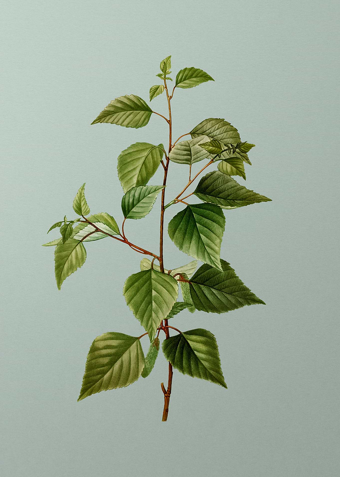 Antique Botanical on Green