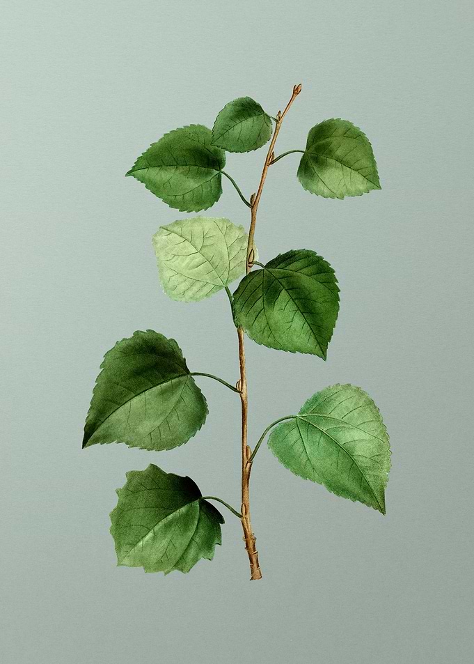 Botanical Drawing on Green