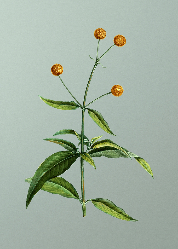 Classic Flower on Green