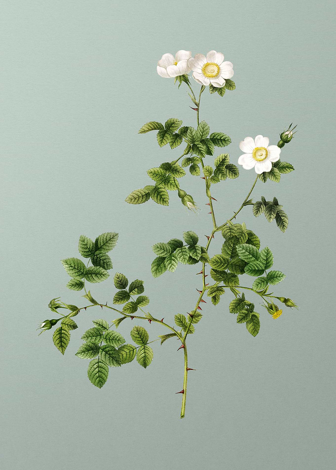 White Sweetbriar Rose