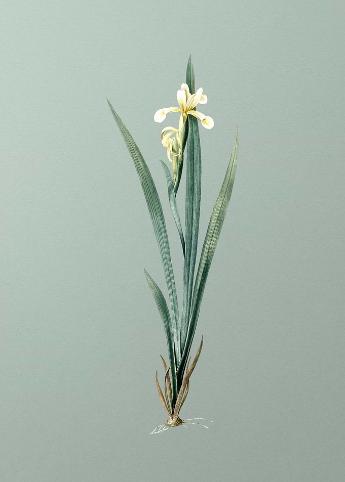 Yellow Banded Iris on Mint