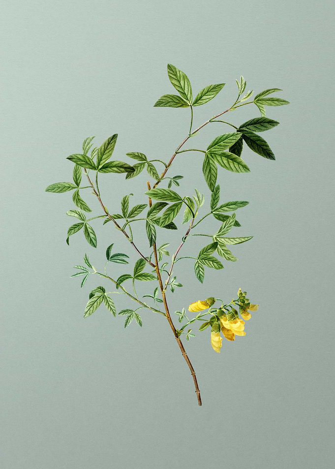 Floral Drawing on Green