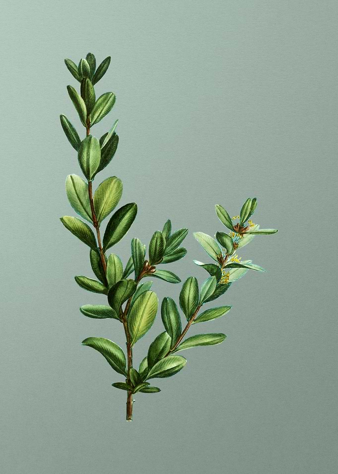Antique Botanical on Green