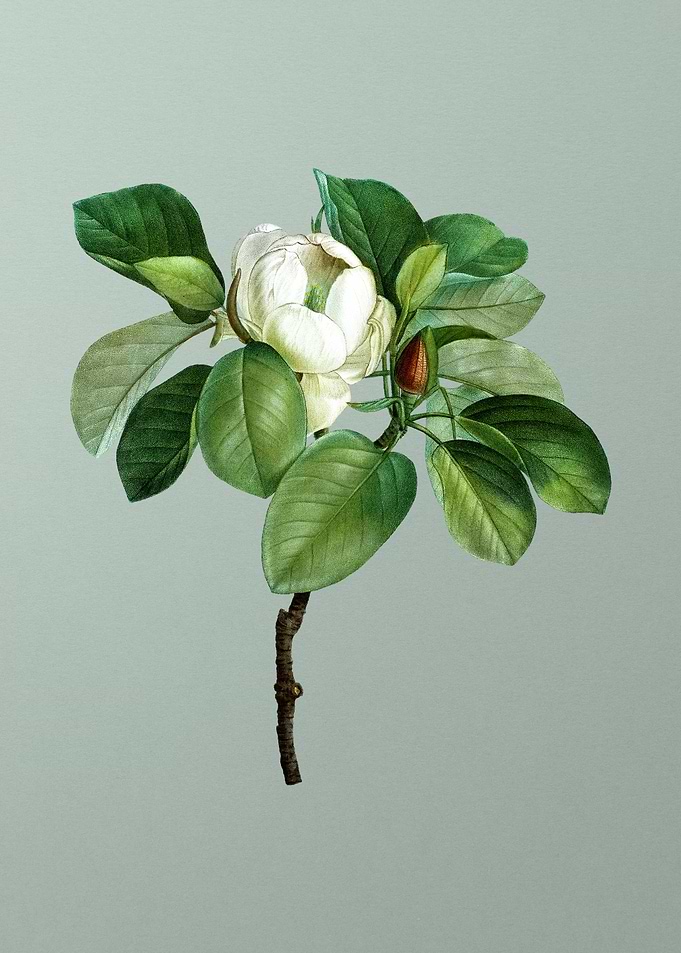 Classic Flower on Green