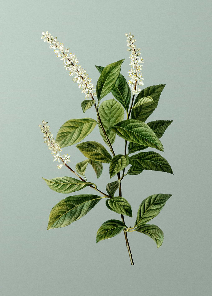 Floral Botanical Flower