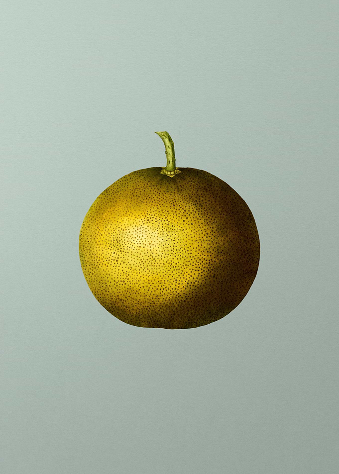 Vintage Botanical on Green