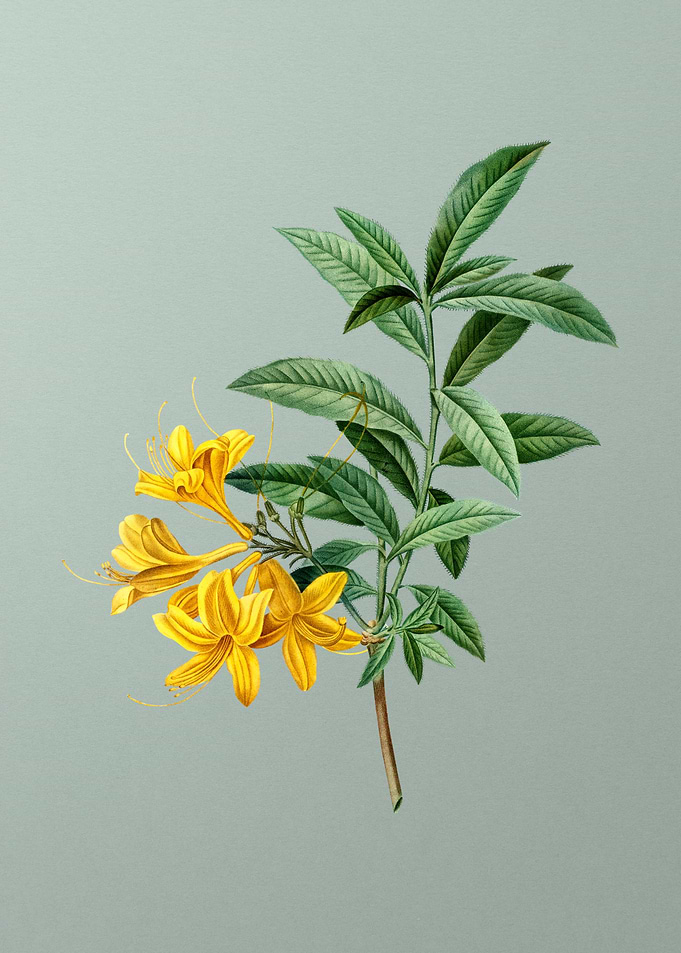 Florals Botanicals Flowers