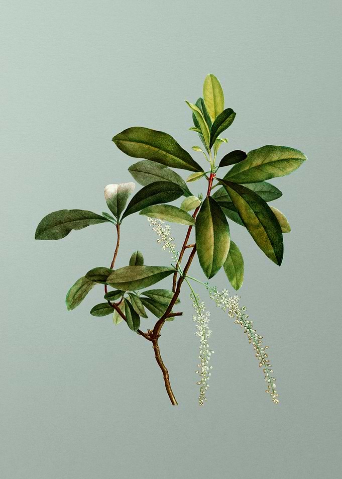 Floral Drawing on Green