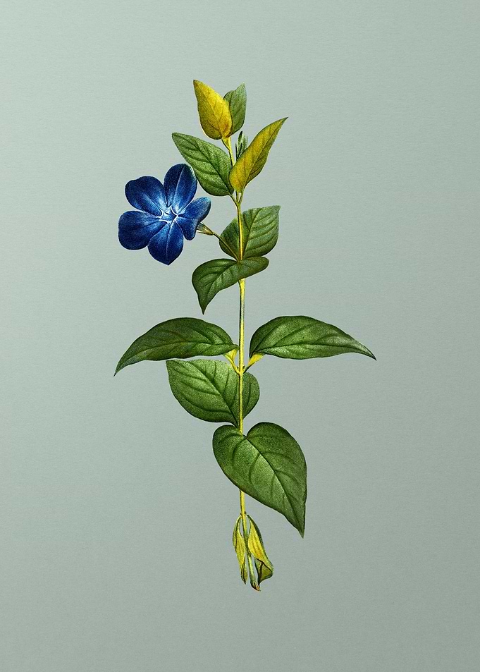 Antique Flower on Green