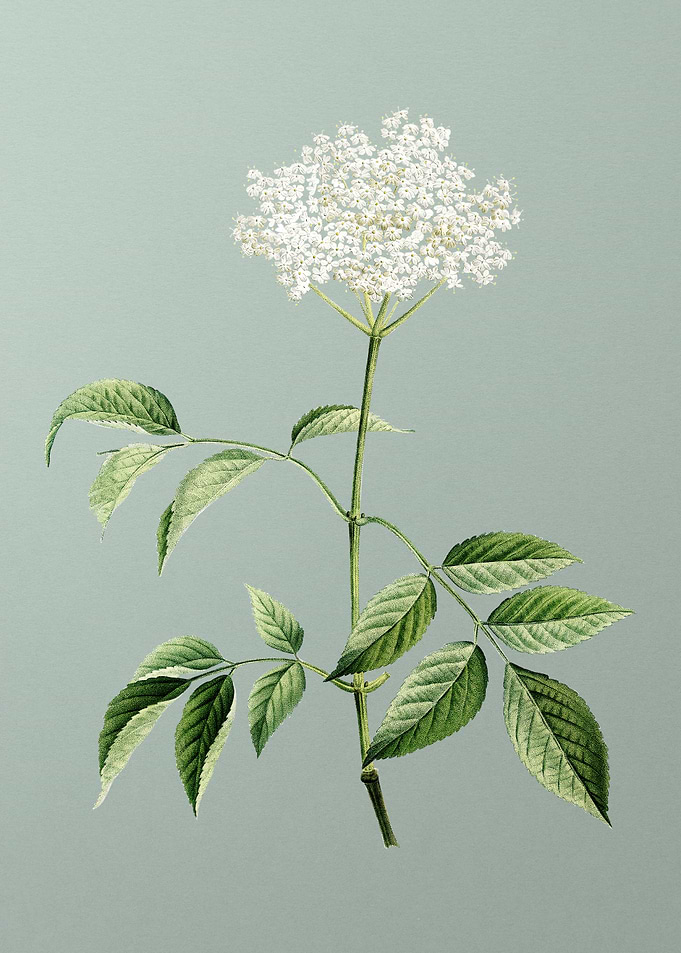 Blooming Elderflower Tree