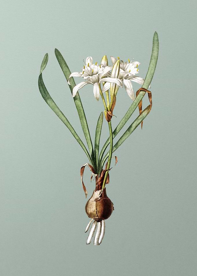 Sea Daffodil on Green