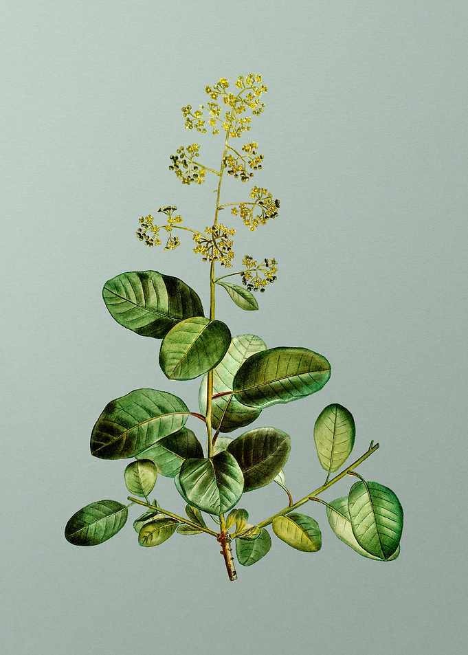 Vintage Flower on Green