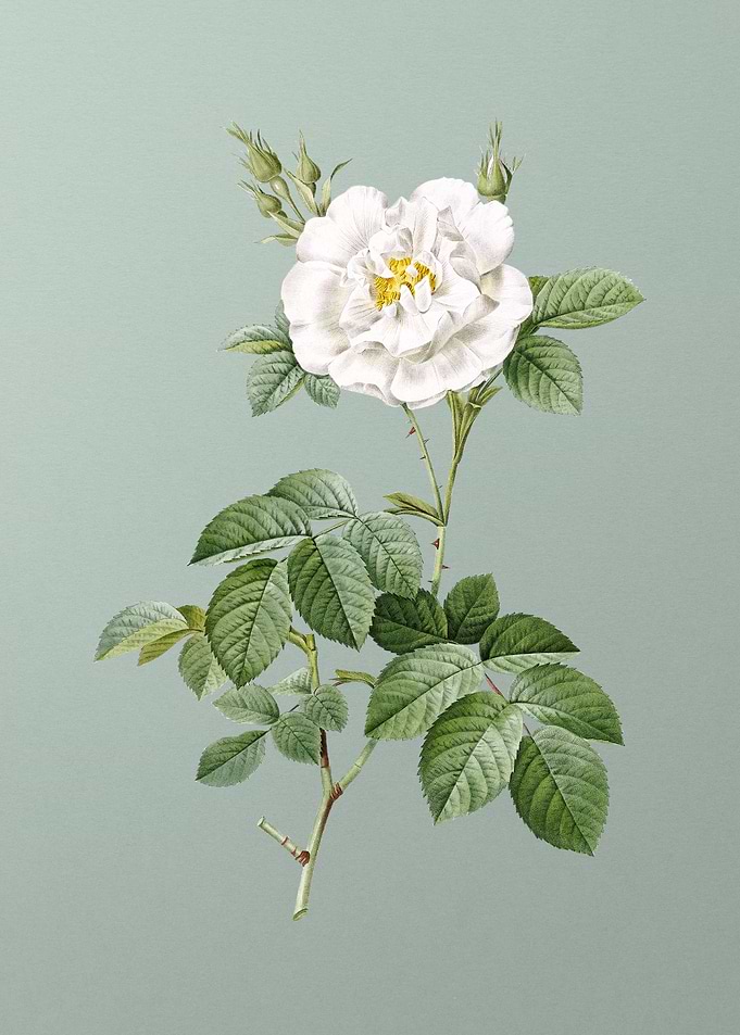 Blooming White Rose