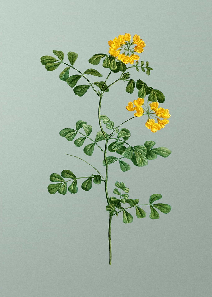 Botanical Drawing on Green