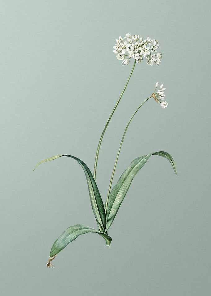 Spring Garlic on Green