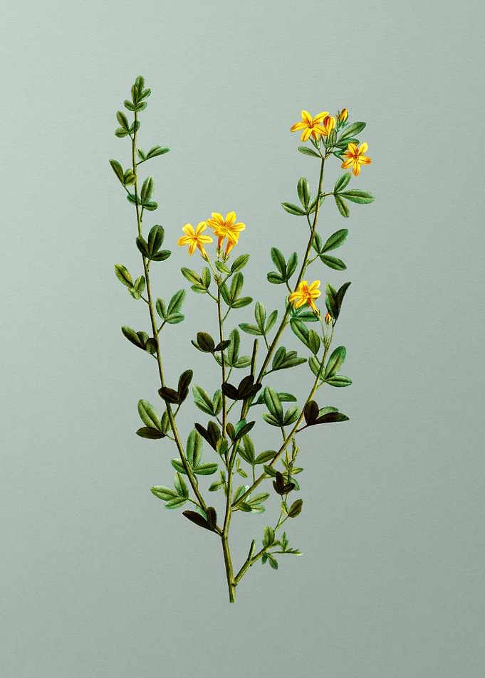 Florals Botanicals Flowers