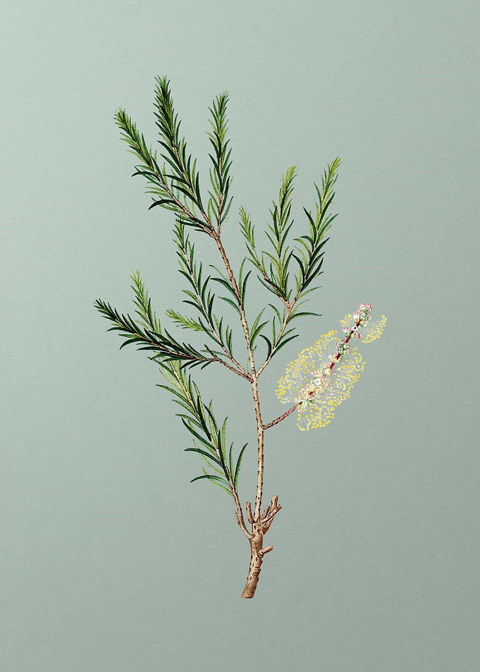 Floral Drawing on Green
