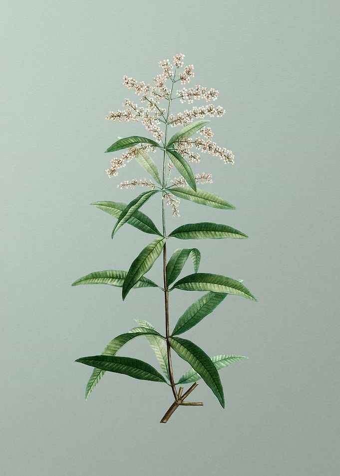 Antique Flower on Green