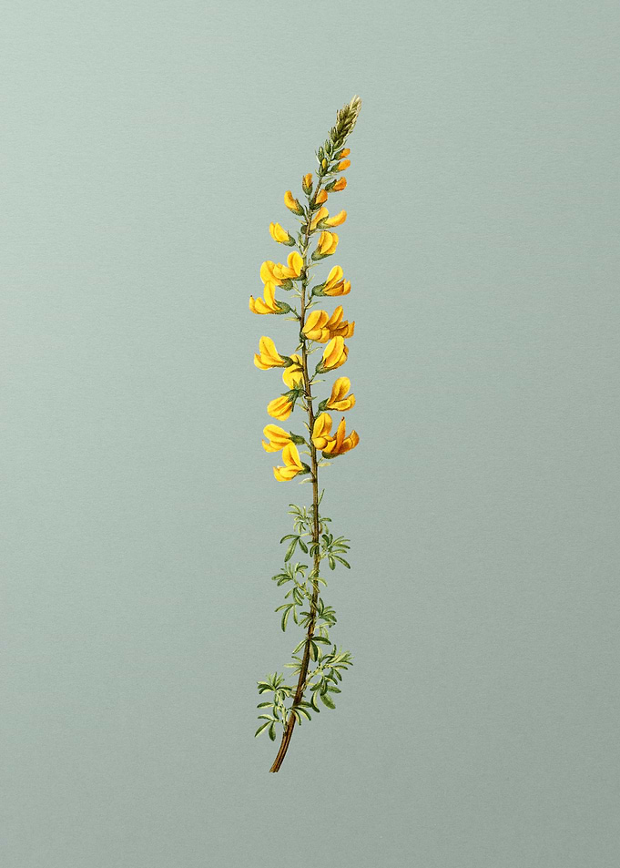 Vintage Botanical on Green