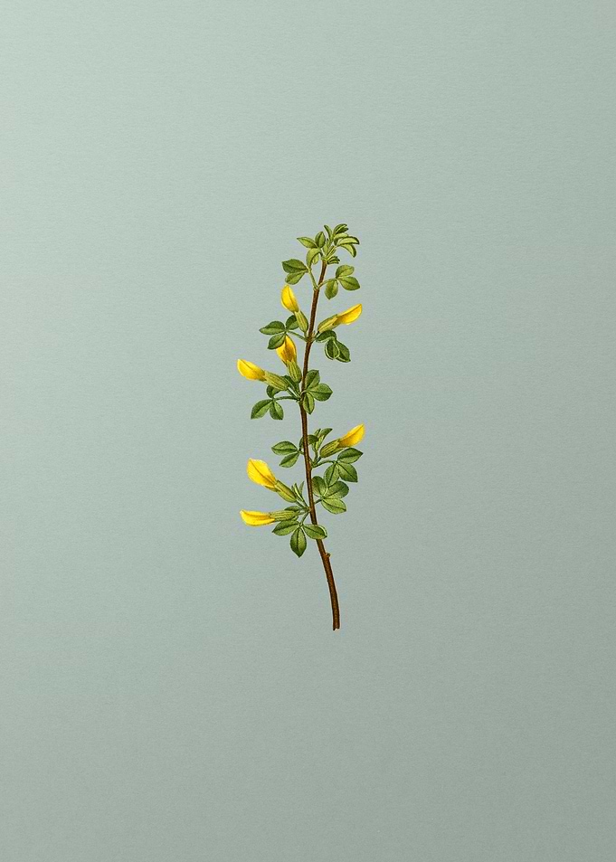 Classic Botanical on Green