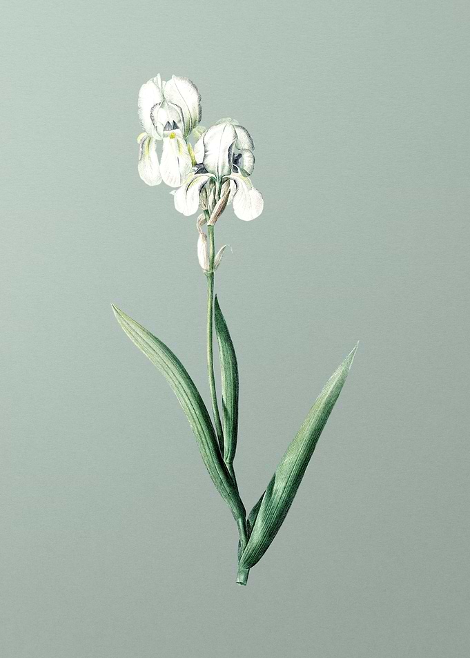 Tall Bearded Iris on Green