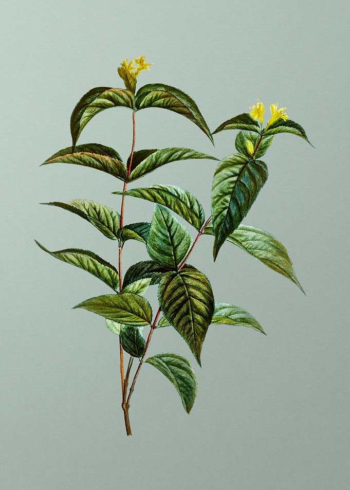 Classic Flower on Green