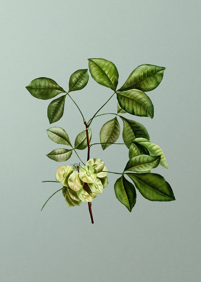Classic Botanical on Green