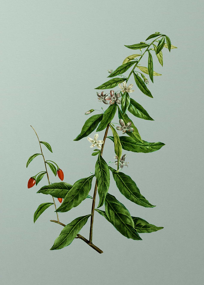 Antique Flower on Green