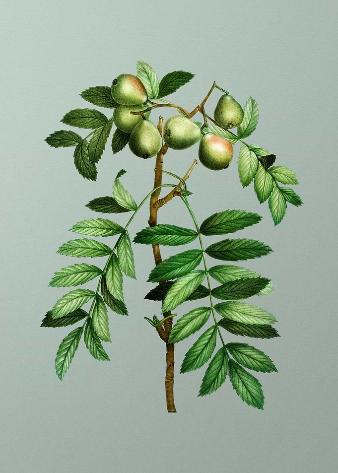 Botanical Drawing on Green