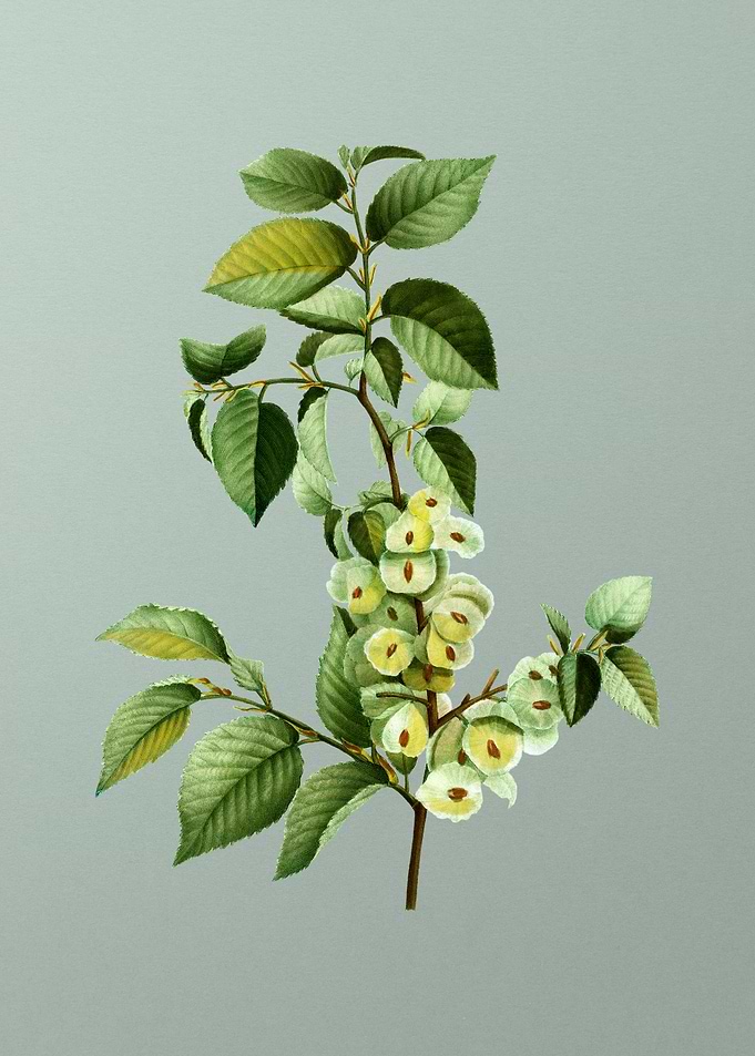 Vintage Flower on Green