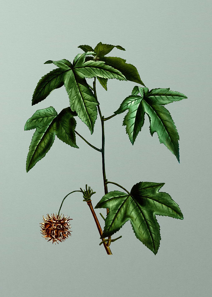 Vintage Botanical on Green