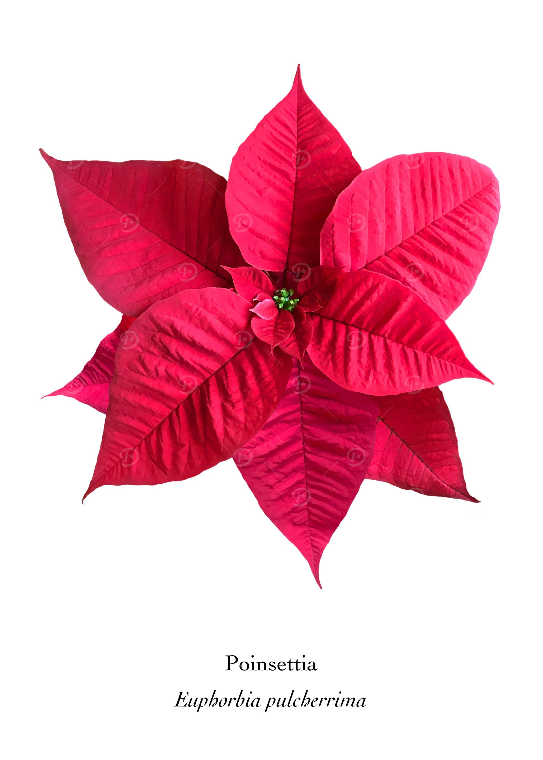 Poinsettia