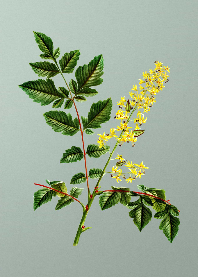 Antique Flower on Green