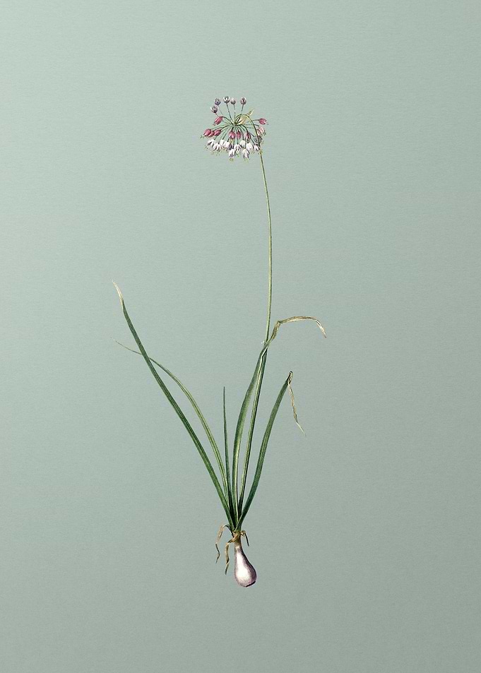 Nodding Onion on Green