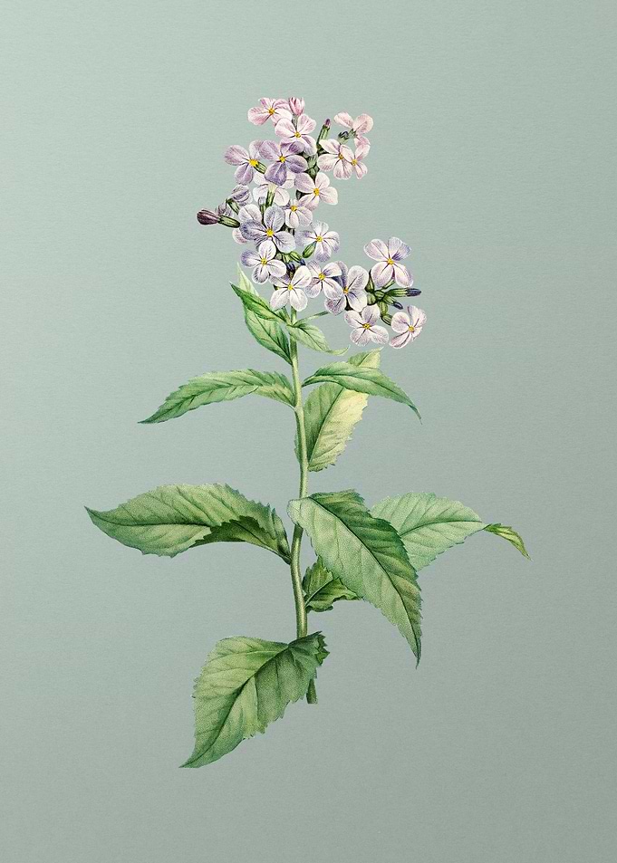 White Gillyflower Bloom