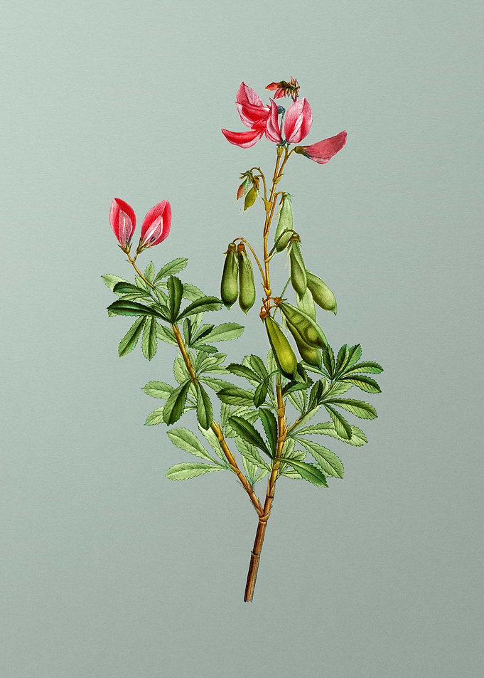 Botanical Drawing on Green